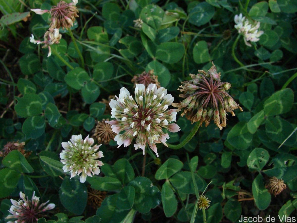 Trifolium repens L.